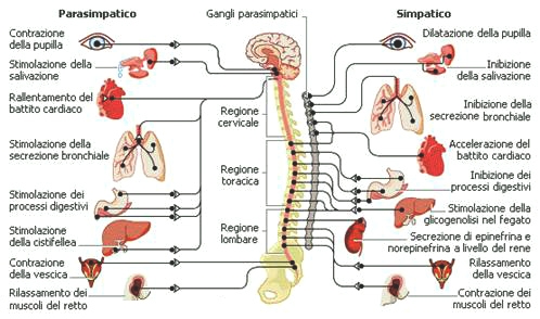 sistema parasimaptico e simapatico